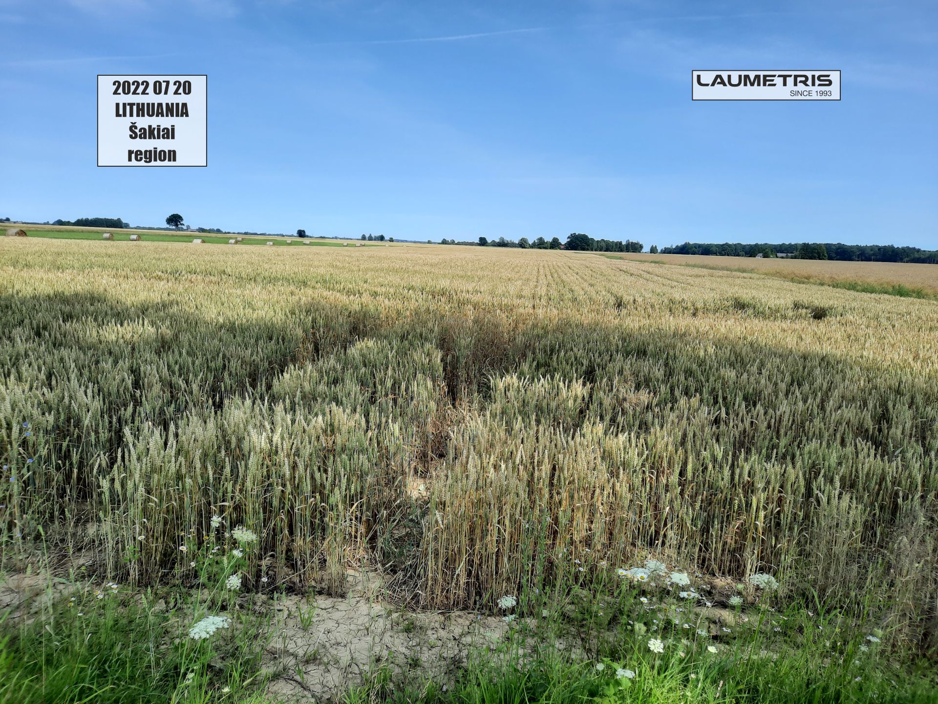 Juostinės sėjos rezultatai 2021-2022, Laumetris