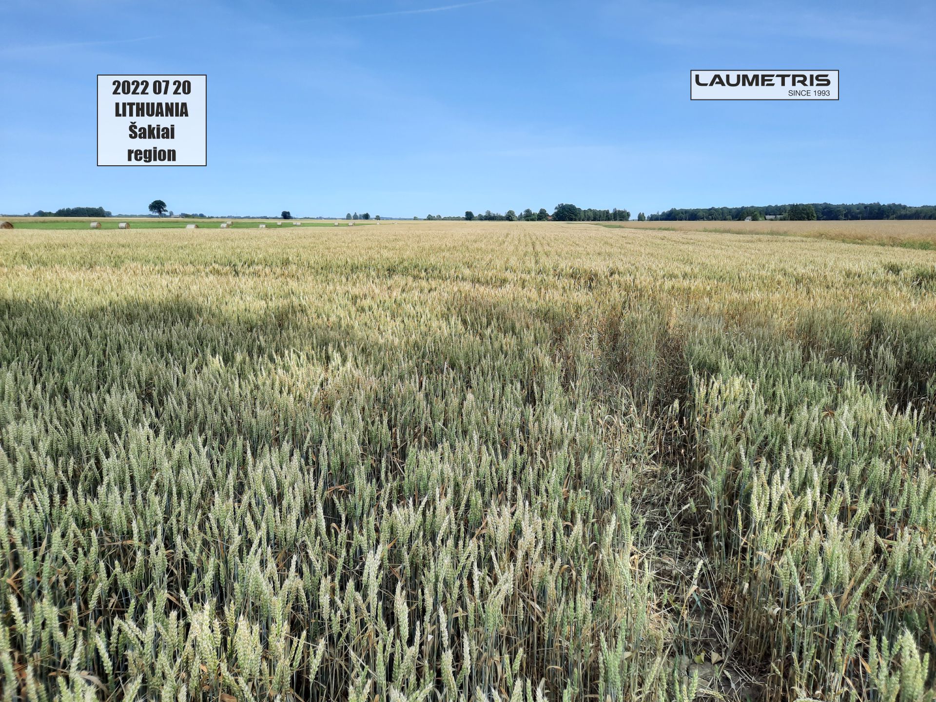 Juostinės sėjos rezultatai 2021-2022, Laumetris