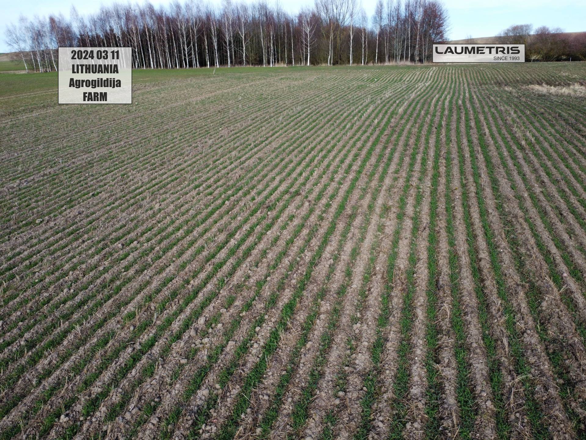 Juostinės sėjos rezultatai 2023-2024, Laumetris