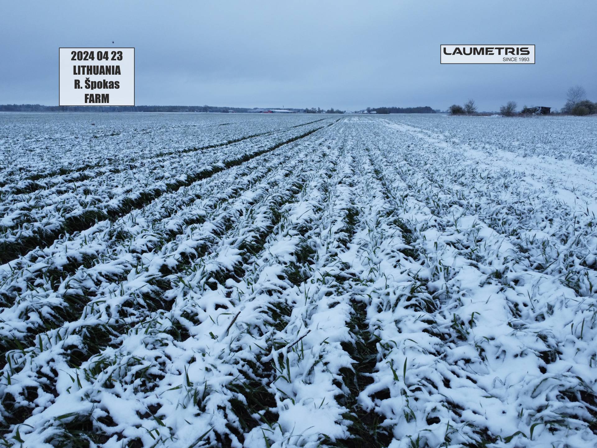 Juostinės sėjos rezultatai 2023-2024, Laumetris