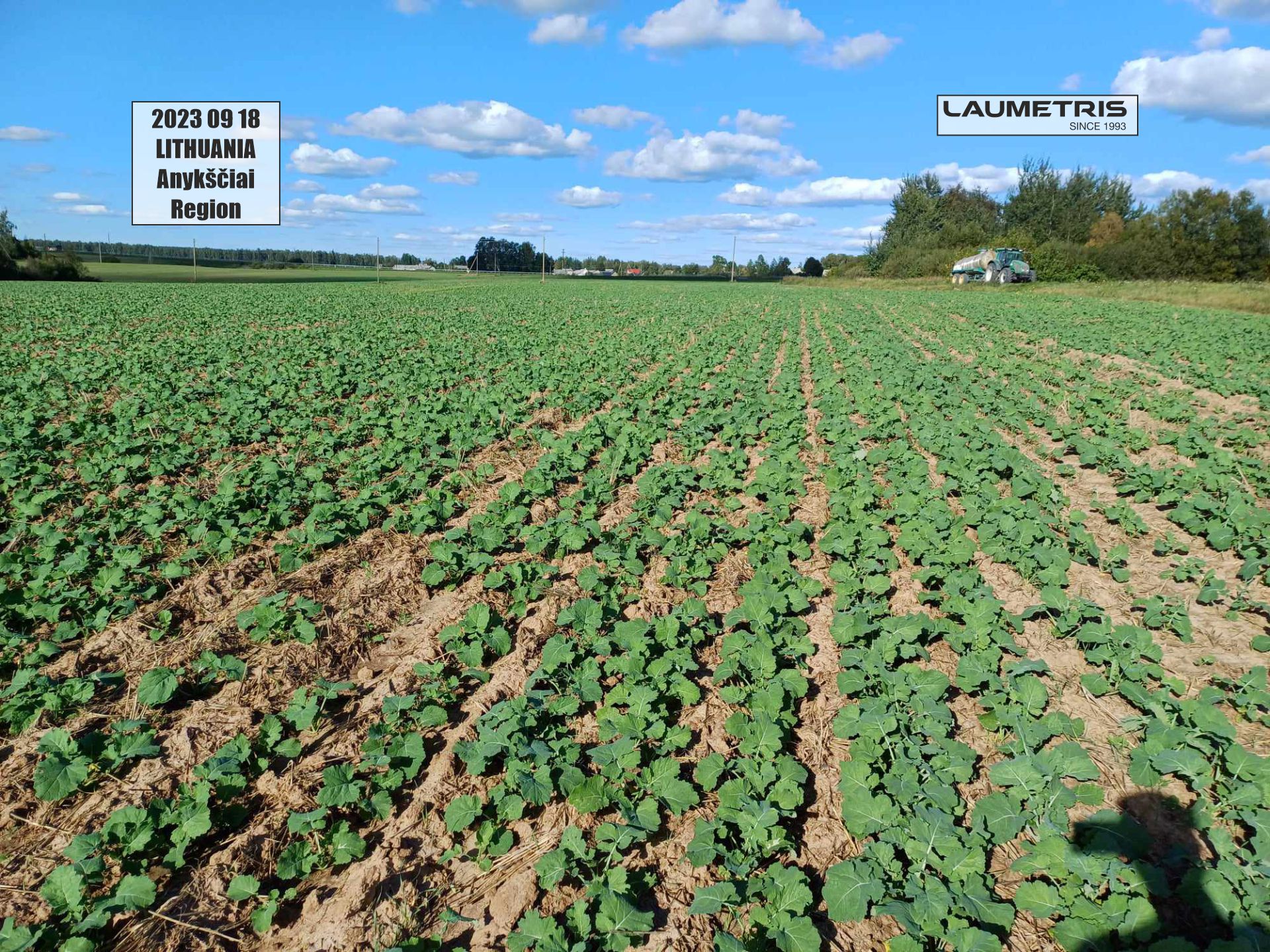 Juostinės sėjos rezultatai 2023-2024, Laumetris