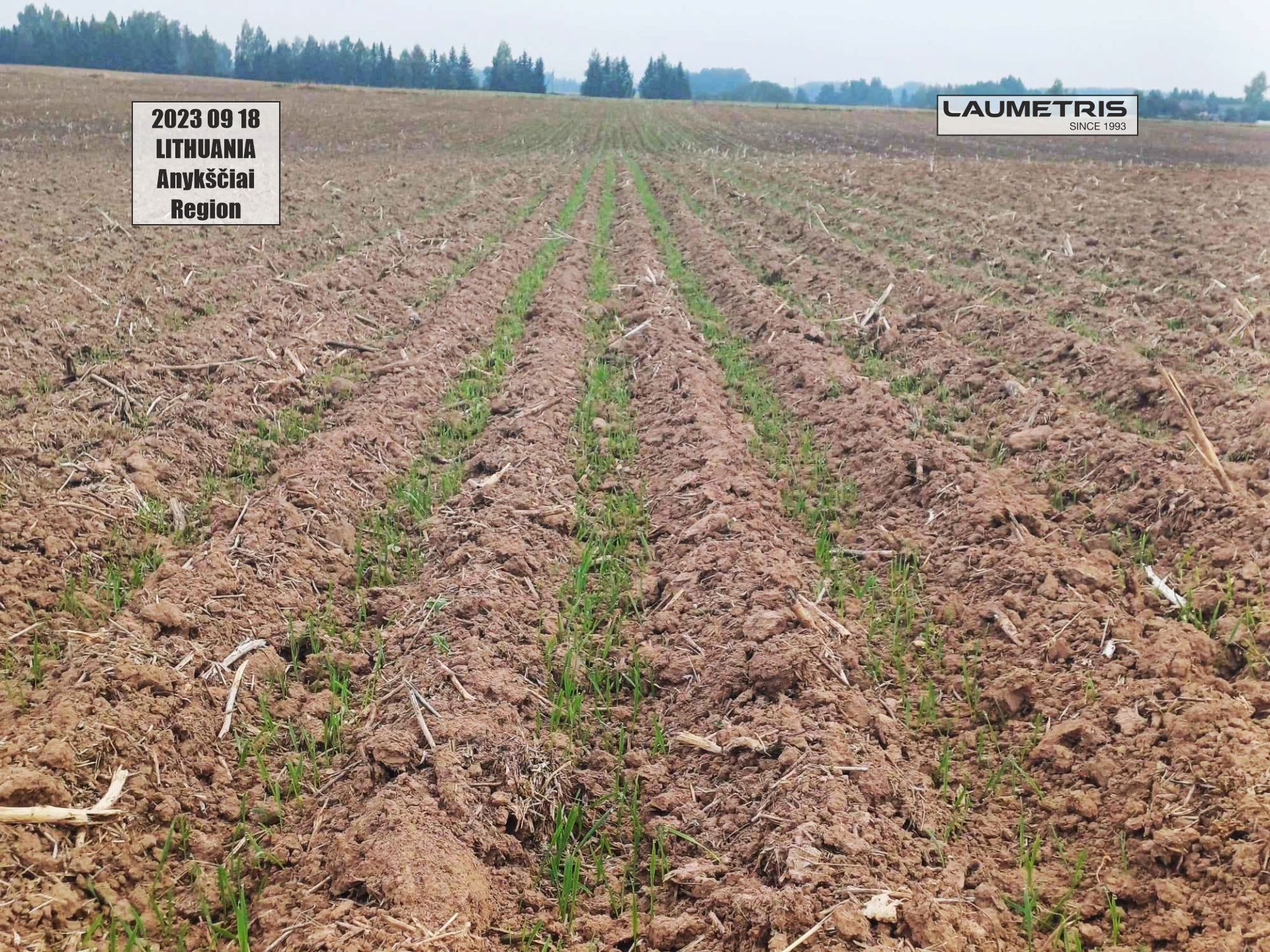 Juostinės sėjos rezultatai 2023-2024, Laumetris