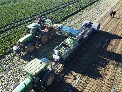 Cabbage Conveyor Semitrailer PTL-5CC, Laumetris Cabbage Conveyor Semitrailer PTL-5CC, Laumetris