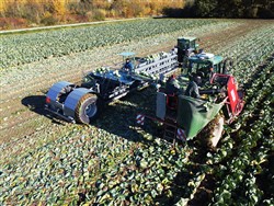 Cabbage Conveyor Semitrailer PTL-5CC, Laumetris Cabbage Conveyor Semitrailer PTL-5CC, Laumetris
