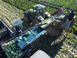 Cabbage Conveyor Semitrailer PTL-5CC, Laumetris Cabbage Conveyor Semitrailer PTL-5CC, Laumetris