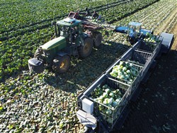 Cabbage Conveyor Semitrailer PTL-5CC, Laumetris Cabbage Conveyor Semitrailer PTL-5CC, Laumetris