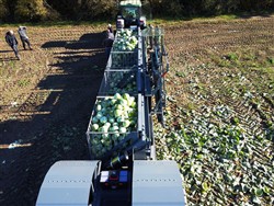 Cabbage Conveyor Semitrailer PTL-5CC, Laumetris Cabbage Conveyor Semitrailer PTL-5CC, Laumetris