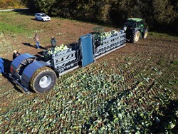 Cabbage Conveyor Semitrailer PTL-5CC, Laumetris Cabbage Conveyor Semitrailer PTL-5CC, Laumetris