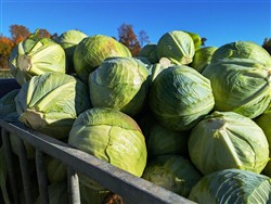 Cabbage Conveyor Semitrailer PTL-5CC, Laumetris Cabbage Conveyor Semitrailer PTL-5CC, Laumetris