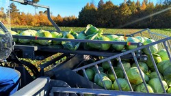 Cabbage Conveyor Semitrailer PTL-5CC, Laumetris Cabbage Conveyor Semitrailer PTL-5CC, Laumetris