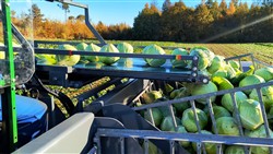 Cabbage Conveyor Semitrailer PTL-5CC, Laumetris Cabbage Conveyor Semitrailer PTL-5CC, Laumetris