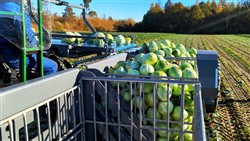 Cabbage Conveyor Semitrailer PTL-5CC, Laumetris Cabbage Conveyor Semitrailer PTL-5CC, Laumetris