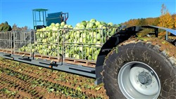 Cabbage Conveyor Semitrailer PTL-5CC, Laumetris Cabbage Conveyor Semitrailer PTL-5CC, Laumetris