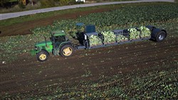 Cabbage Conveyor Semitrailer PTL-5CC, Laumetris Cabbage Conveyor Semitrailer PTL-5CC, Laumetris