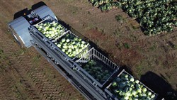 Cabbage Conveyor Semitrailer PTL-5CC, Laumetris Cabbage Conveyor Semitrailer PTL-5CC, Laumetris