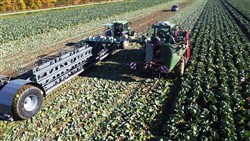 Cabbage Conveyor Semitrailer PTL-5CC, Laumetris Cabbage Conveyor Semitrailer PTL-5CC, Laumetris
