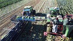 Cabbage Conveyor Semitrailer PTL-5CC, Laumetris Cabbage Conveyor Semitrailer PTL-5CC, Laumetris