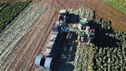 Cabbage Conveyor Semitrailer PTL-5CC, Laumetris Cabbage Conveyor Semitrailer PTL-5CC, Laumetris