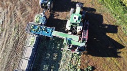 Cabbage Conveyor Semitrailer PTL-5CC, Laumetris Cabbage Conveyor Semitrailer PTL-5CC, Laumetris