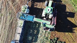 Cabbage Conveyor Semitrailer PTL-5CC, Laumetris Cabbage Conveyor Semitrailer PTL-5CC, Laumetris